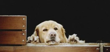 Watchdog