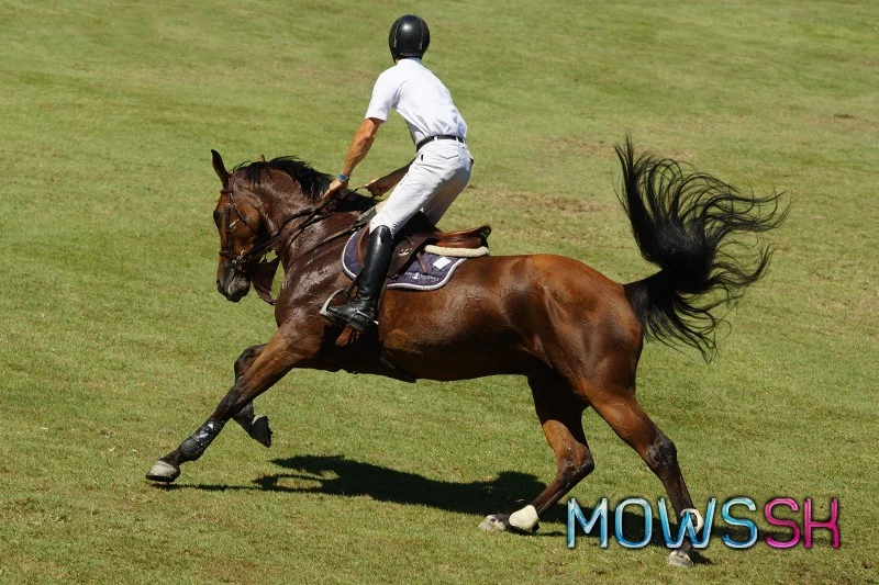 Parkúrový kôň na Grand Prix CSIO