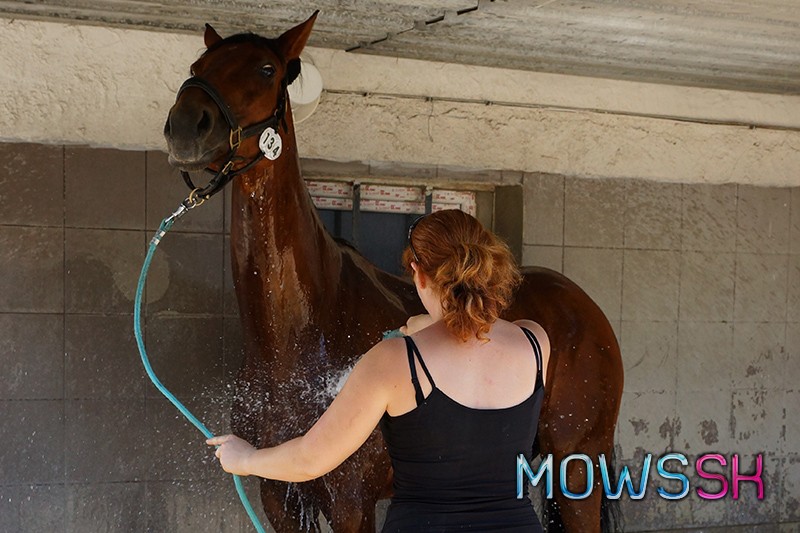 Sprchovanie koňa