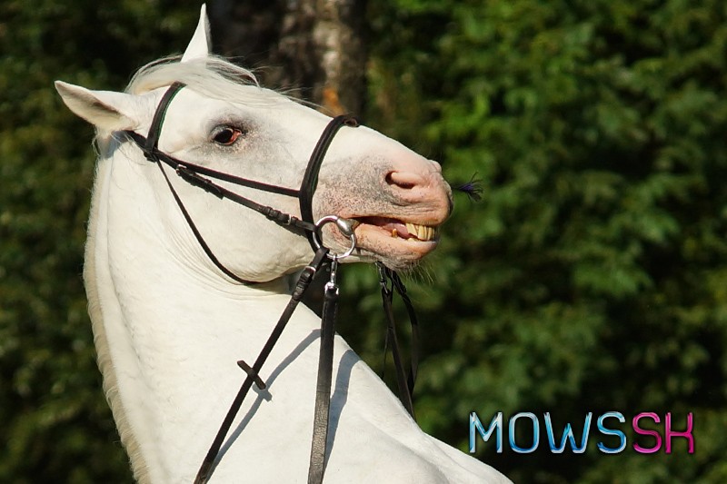 Usmiaty lipicanský kôň