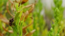 Vespa crabro vs. Mantis religiosa