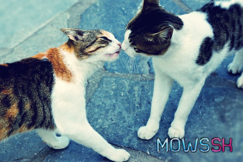 Zamilované bozkávajúce sa mačky