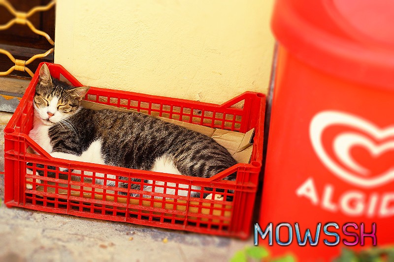 Spiaca mačka v červenej debničke