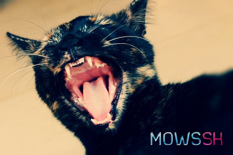 Zívajúca mačka
