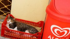 Spiaca mačka v červenej prepravke
