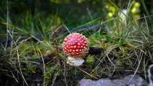 Amanita muscaria