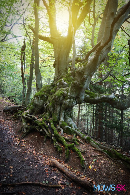 Starý strom a rozprávkový les