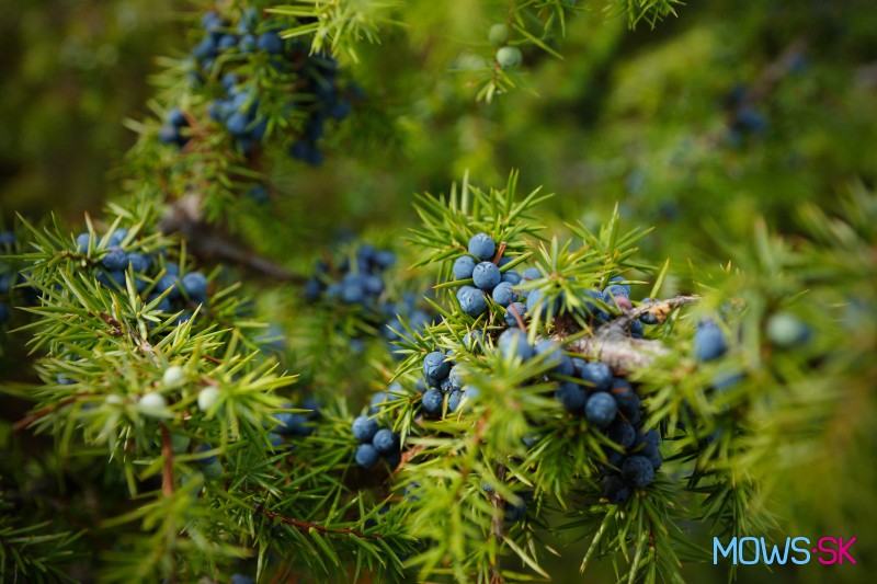 Borievka obyčajná - Juniperus communis